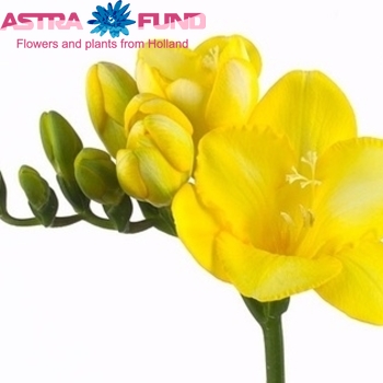 Freesia enkelbloemig 'Yellow Mountain' fotografie