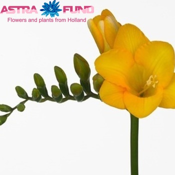 Freesia enkelbloemig 'Yellow Passion' fotografie