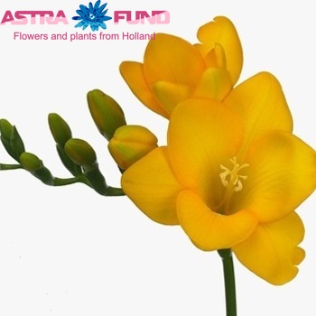 Freesia enkelbloemig 'Yellow River' fotografie