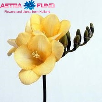 Freesia 'Flandria' fotografie