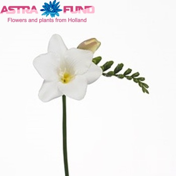 Freesia 'Galaxy' fotografie