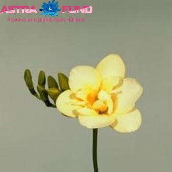Freesia Grace fotografie