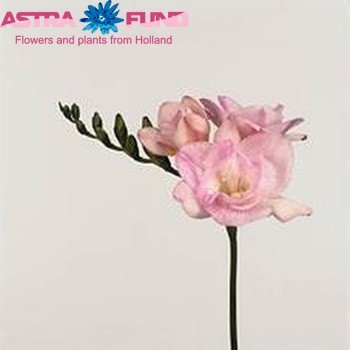 Freesia 'Honeymoon' fotografie