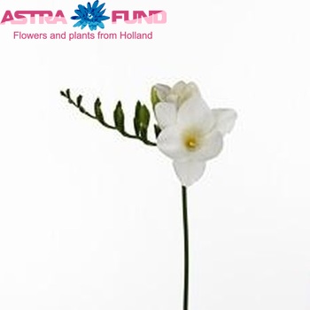 Freesia 'Ice Queen' fotografie