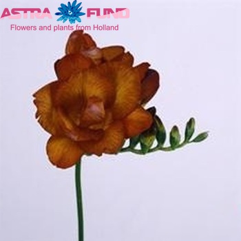 Freesia 'Lady Brunet' fotografie
