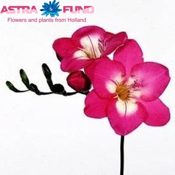 Freesia Lisa fotografie