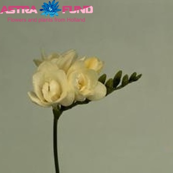 Freesia 'Medeo' fotografie