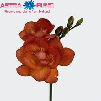 Freesia Orangina foto