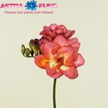 Freesia 'Pallas' foto