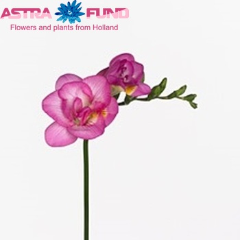 Freesia 'Pink Attraction' foto