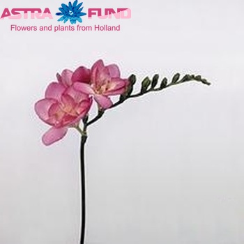 Freesia 'Pink Fountain' foto