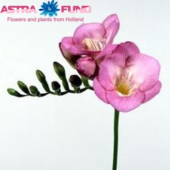 Freesia Pink Glow foto