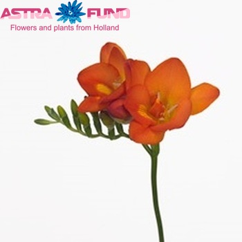 Freesia 'Priscilla' foto