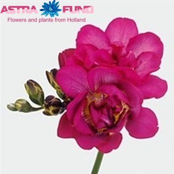 Freesia 'Purple Rain' foto