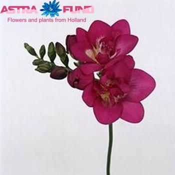 Freesia 'Purple Star' foto