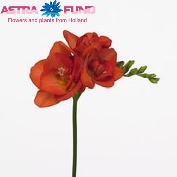 Freesia 'Red Beauty' foto