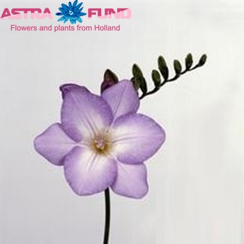 Freesia Saffier fotografija