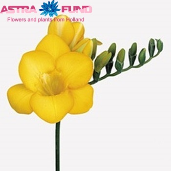 Freesia 'Santana' fotografija