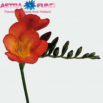 Freesia 'Santorini' fotografija