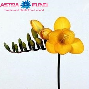 Freesia 'Sarnia' fotografija