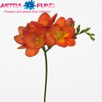 Freesia 'Sevilla' fotografija