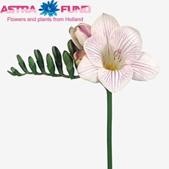 Freesia 'Striped Pearl' fotografija