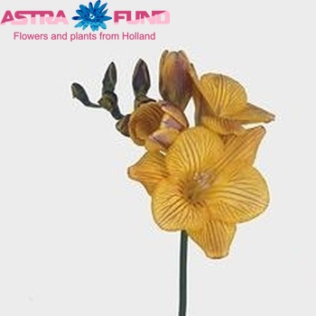 Freesia 'Striped Star' fotografija