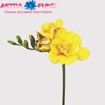 Freesia 'Striped Sun' fotografija