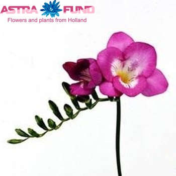 Freesia 'Susanne' fotografija