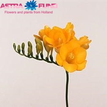 Freesia 'Texas' fotografija