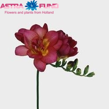 Freesia 'Troubadour' fotografie