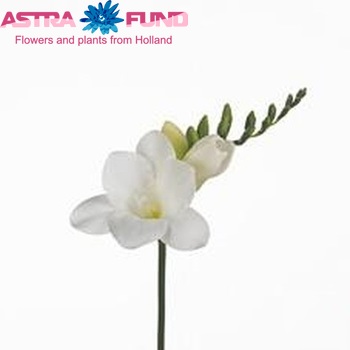 Freesia 'Venice' fotografie