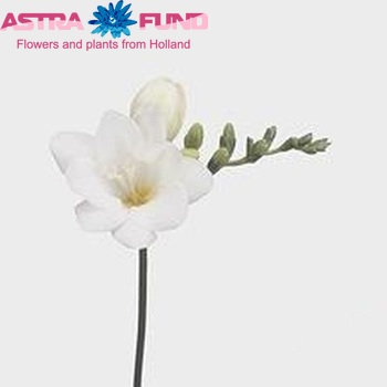 Freesia 'White Giant' fotografie
