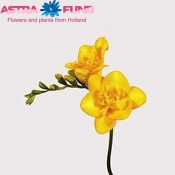 Freesia 'Yvonne' fotografie
