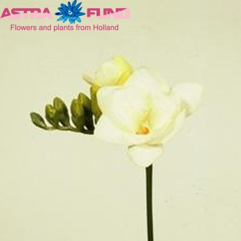 Freesia 'Zephyr' fotografie