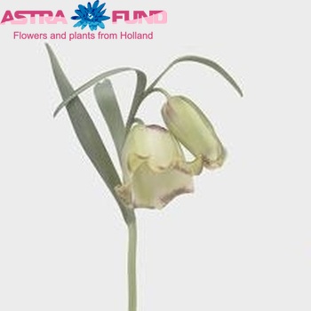 Fritillaria acmopetala photo