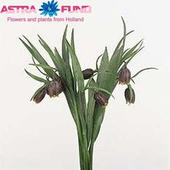 Fritillaria assyriaca photo