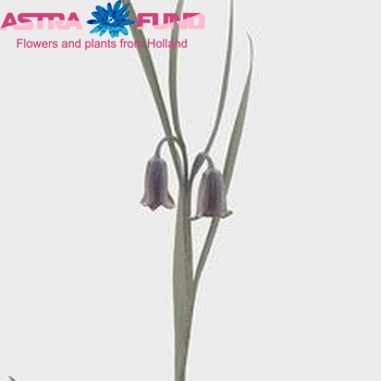 Fritillaria elwesii photo