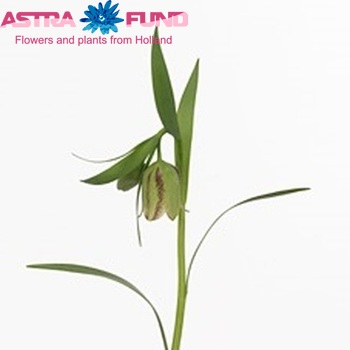 Fritillaria hermonis ssp. amana photo