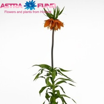 Fritillaria imperialis photo