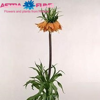 Fritillaria imperialis 'Garland Star' photo