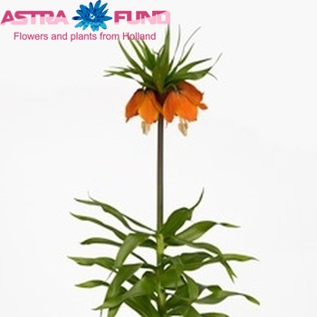 Fritillaria imperialis 'Rubra Maxima' photo