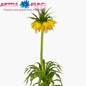 Fritillaria lutea photo