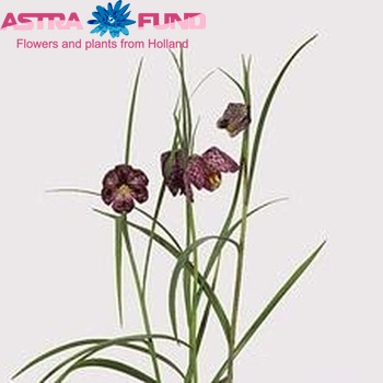 Fritillaria meleagris photo