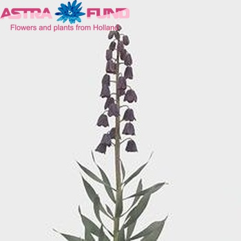 Fritillaria persica photo