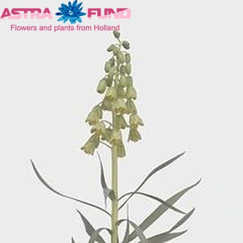 Fritillaria persica 'Ivory Bells' Foto