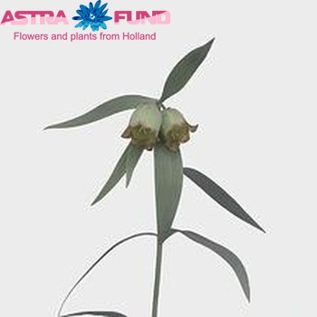 Fritillaria pontica Foto