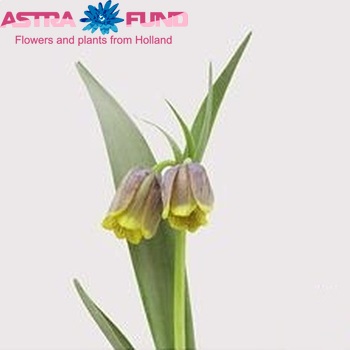 Fritillaria uva-vulpis Foto