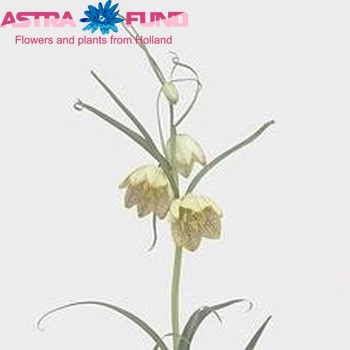 Fritillaria verticillata Foto