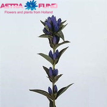 Gentiana 'Ashiro-No-Aki' photo
